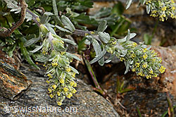 Ährige Edelraute (Artemisia genipi) (C306596) Ährige Edelraute (Artemisia genipi) (C306596)