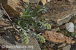 Ährige Edelraute (Artemisia genipi) (C306599) Ährige Edelraute (Artemisia genipi) (C306599)