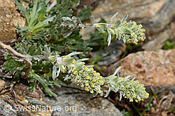 Ährige Edelraute (Artemisia genipi) (C306603) Ährige Edelraute (Artemisia genipi) (C306603)