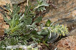 Ährige Edelraute (Artemisia genipi) (C306606) Ährige Edelraute (Artemisia genipi) (C306606)