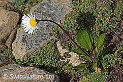 Alpenmasslieb (Aster bellidiastrum) (C306633)