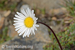 Alpenmasslieb (Aster bellidiastrum) (C306635)