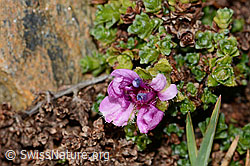 Gegenblättriger Steinbrech (Saxifraga oppositifolia) (C306643)