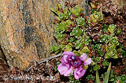 Gegenblättriger Steinbrech (Saxifraga oppositifolia) (C306644)