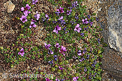 Gegenblättriger Steinbrech (Saxifraga oppositifolia) (C306667)