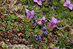 Gegenblättriger Steinbrech (Saxifraga oppositifolia) (C306668)