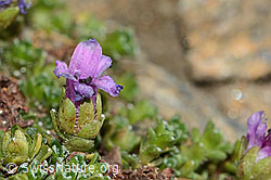 Gegenblättriger Steinbrech (Saxifraga oppositifolia) (C306669)