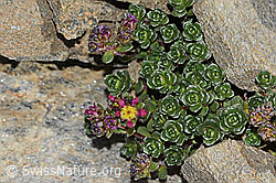 Saxifraga biflora (C306671)