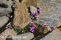 Gegenblättriger Steinbrech (Saxifraga oppositifolia) (C306691)