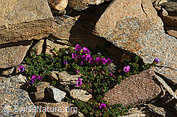 Gegenblättriger Steinbrech (Saxifraga oppositifolia) (C306692)