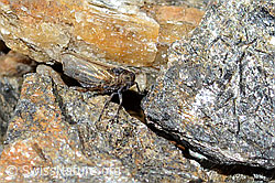 C306708: Säbelspornzikade (Javesella dubia)