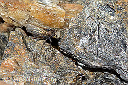 C306709: Säbelspornzikade (Javesella dubia)