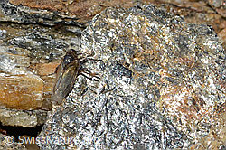 C306712: Säbelspornzikade (Javesella dubia)