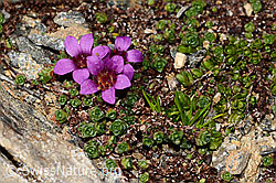 Gegenblättriger Steinbrech (Saxifraga oppositifolia) (C306730)