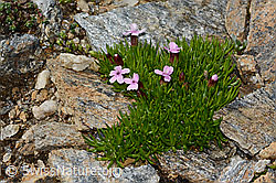 Silene acaulis (C306755)