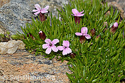 Silene acaulis (C306757)