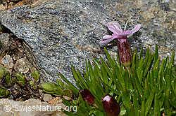Silene acaulis (C306758)
