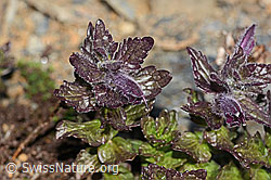 Bartsia alpina (C306803)