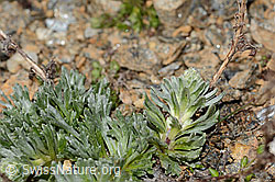 Ährige Edelraute (Artemisia genipi) (C306816)