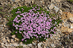 Silene acaulis (C306821)