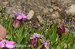 Silene acaulis (C306827)