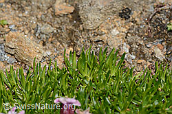 Silene acaulis (C306829)