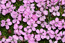 Kalk-Polsternelke (Silene acaulis) (C306831) Kalk-Polsternelke (Silene acaulis) (C306831)