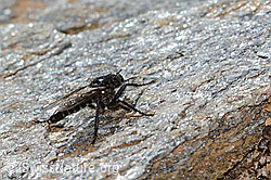 Foto: Kleine Makelfliege (Cyrtopogon lateralis)