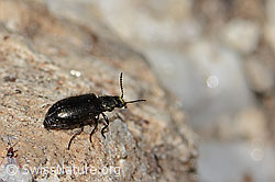 Dasytes obscurus (Wollhaarkäfer) (08.2024, C306943)