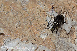 Dasytes obscurus (C306946)