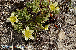 Schwarze Schlupfwespe (Pimpla rufipes)