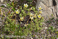 Gefurchter Steinbrech (Saxifraga exarata) (C306978) Gefurchter Steinbrech (Saxifraga exarata) (C306978)