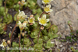 Gefurchter Steinbrech (Saxifraga exarata) (C306980) Gefurchter Steinbrech (Saxifraga exarata) (C306980)