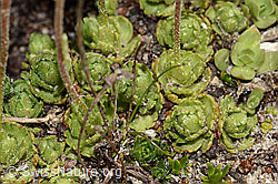 Gefurchter Steinbrech (Saxifraga exarata) (C306981) Gefurchter Steinbrech (Saxifraga exarata) (C306981)