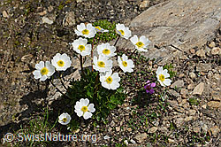 Alpen-Hahnenfuss (Ranunculus alpestris) (C307031)
