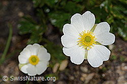 Alpen-Hahnenfuss (Ranunculus alpestris) (C307038)