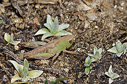 Verkannter Grashüpfer (Chorthippus mollis) (08.2024, C307048)