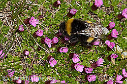Heide-Erdhummel (Bombus cryptarum) auf Kalk-Polsternelke (Silene acaulis) (C307061)