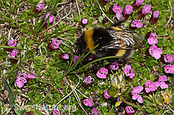 Heide-Erdhummel (Bombus cryptarum) auf Kalk-Polsternelke (Silene acaulis) (C307062)