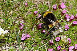 Heide-Erdhummel (Bombus cryptarum) auf Kalk-Polsternelke (Silene acaulis) (C307063)