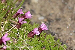Silene acaulis (C307066)