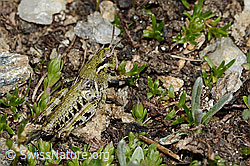 Nordische Gebirgsschrecke (Bohemanella frigida) (C307070) Nordische Gebirgsschrecke (Bohemanella frigida) (C307070)