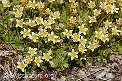 Gefurchter Steinbrech (Saxifraga exarata) (C307080) Gefurchter Steinbrech (Saxifraga exarata) (C307080)