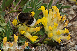 Heide-Erdhummel (Bombus cryptarum) an Alpen-Wundklee (Anthyllis vulneraria ssp. alpestris) (C307083) Heide-Erdhummel (Bombus cryptarum) an Alpen-Wundklee (Anthyllis vulneraria ssp. alpestris) (C307083)