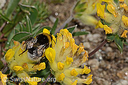 Heide-Erdhummel (Bombus cryptarum) an Alpen-Wundklee (Anthyllis vulneraria ssp. alpestris) (C307085) Heide-Erdhummel (Bombus cryptarum) an Alpen-Wundklee (Anthyllis vulneraria ssp. alpestris) (C307085)