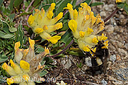 Heide-Erdhummel (Bombus cryptarum) an Alpen-Wundklee (Anthyllis vulneraria ssp. alpestris) (C307086) Heide-Erdhummel (Bombus cryptarum) an Alpen-Wundklee (Anthyllis vulneraria ssp. alpestris) (C307086)