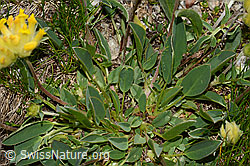 Alpen-Wundklee (Anthyllis vulneraria ssp. alpestris) (C307096) Alpen-Wundklee (Anthyllis vulneraria ssp. alpestris) (C307096)