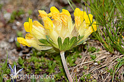 Alpen-Wundklee (Anthyllis vulneraria ssp. alpestris) (C307098) Alpen-Wundklee (Anthyllis vulneraria ssp. alpestris) (C307098)