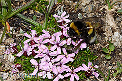 Heide-Erdhummel (Bombus cryptarum) auf Kalk-Polsternelke (Silene acaulis) (C307105)