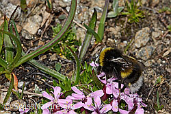 Heide-Erdhummel (Bombus cryptarum) auf Kalk-Polsternelke (Silene acaulis) (C307106)
